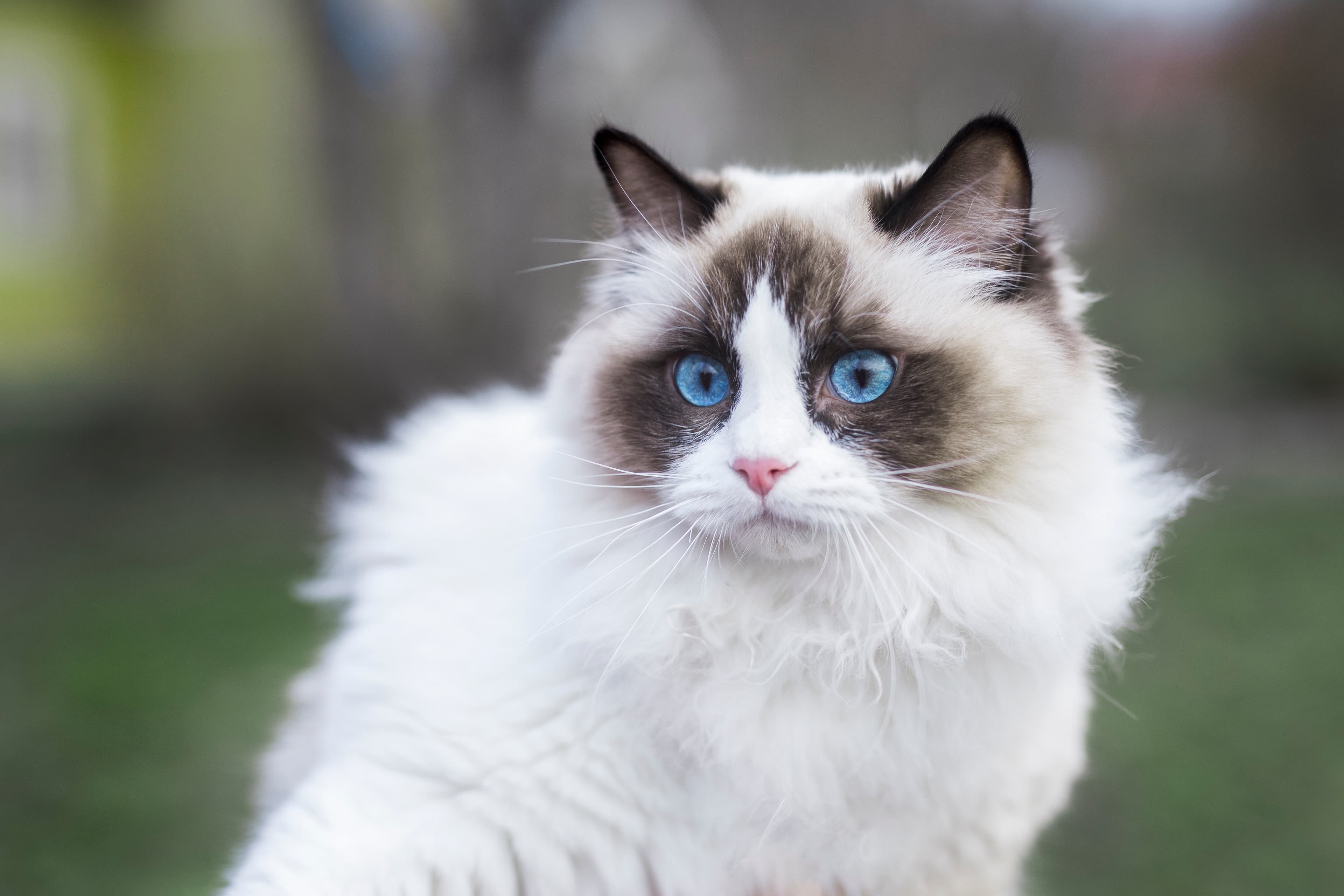 Ragdoll kitten for sale in Bangalore - Hussain Cattery