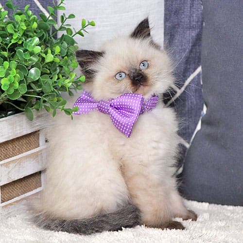 Himalayan kitten for sale in Bangalore - Hussain Cattery
