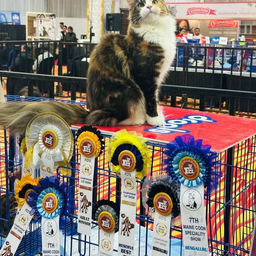 Another happy family in Indiranagar! ❤️ #CatParents