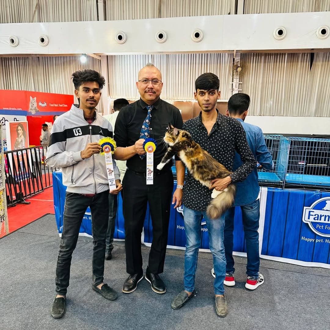 Playtime madness! 🧶