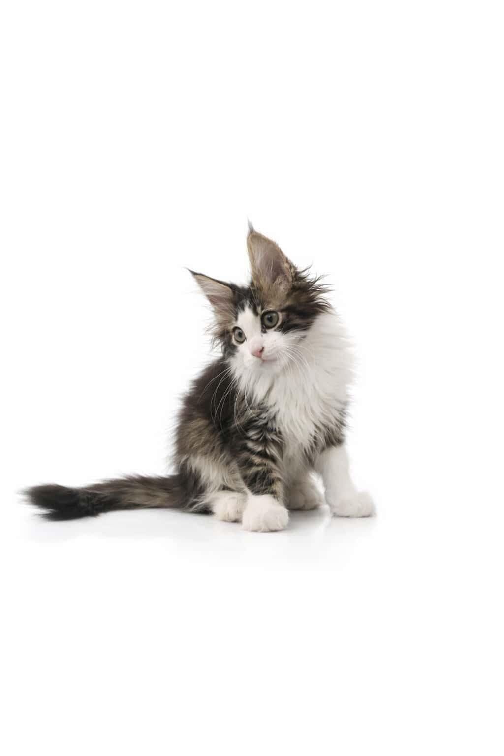 Maine Coon kitten for sale in Bangalore - Hussain Cattery