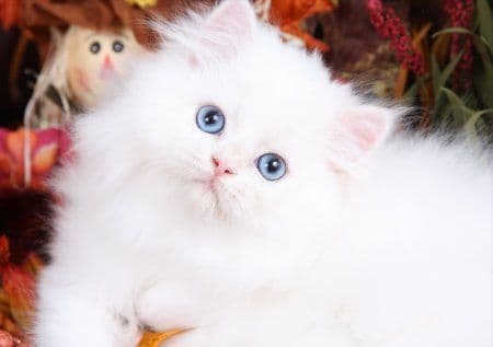 Persian kitten for sale in Bangalore - Hussain Cattery