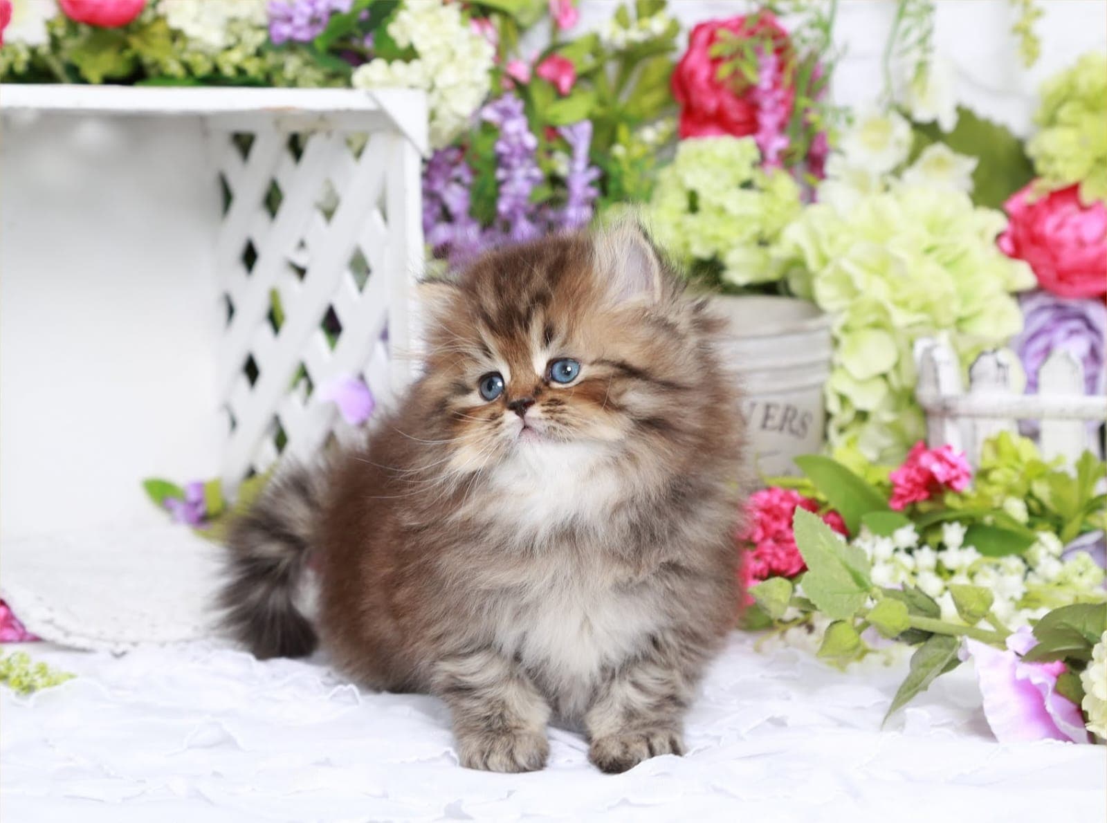 Siberian kitten for sale in Bangalore - Hussain Cattery