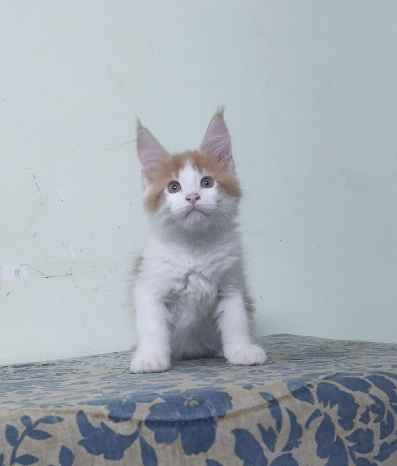 Premium Maine Coon Kitten